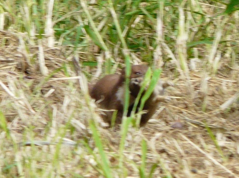 Donnola con preda (lagomorfo)